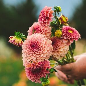 Meet your Posher, Lindsay